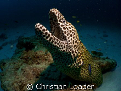 Honeycomb Moray. Baa Atoll, Maldives. Olympus SP350, Inon... by Christian Loader 